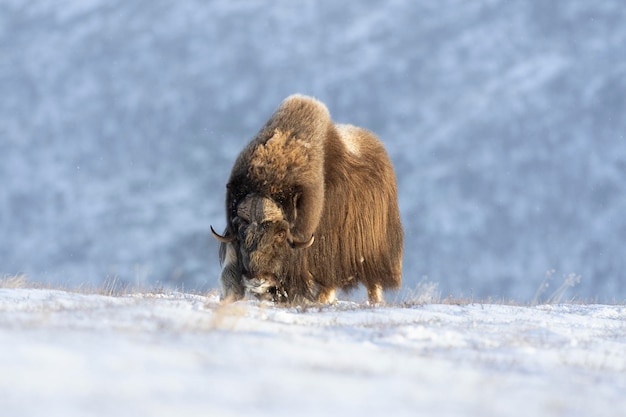 Photo musx ox dans le parc national de dovrefjell dans un paysage enneigé