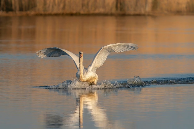 Photo mute swan (cygnus olor) atterrissant sur l'eau aux pays-bas.