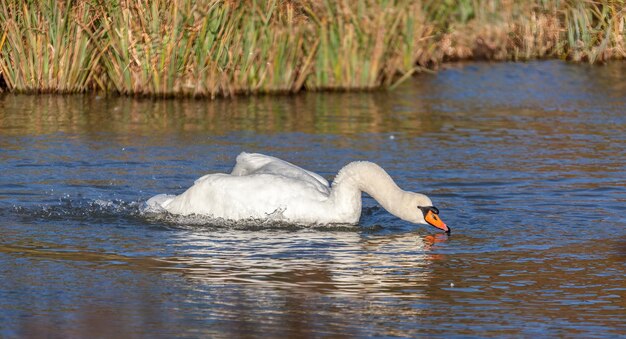 Mute Swan (Cygnus olor) barboter dans l'eau