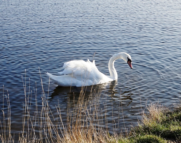 Mute Swan dans un lac en Angleterre