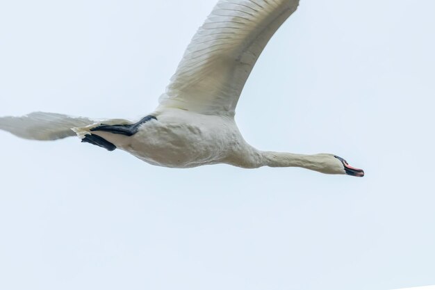 Mute Swan en vol ciel bleu (Cygnus olor)