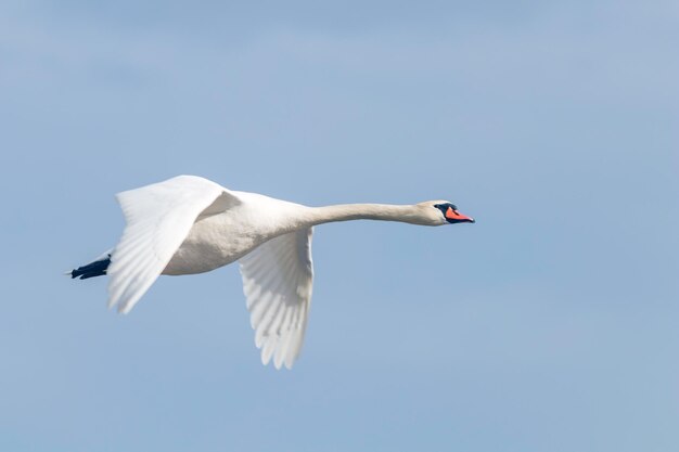 Mute Swan en vol ciel bleu (Cygnus olor)