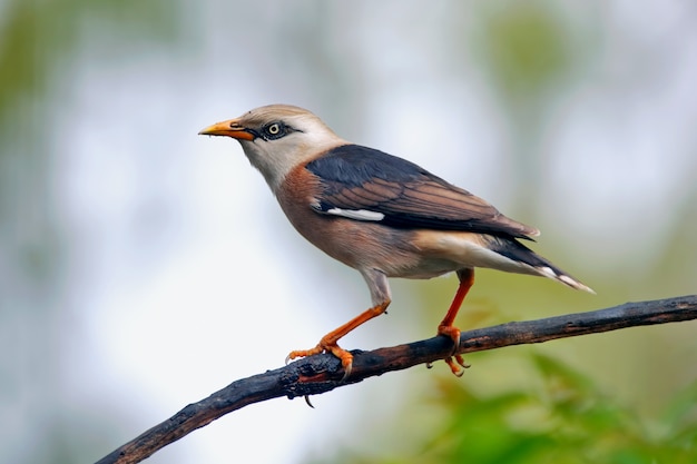 Myna Acridotheres leucocephalus à poitrine de boeuf Beaux oiseaux de Thaïlande