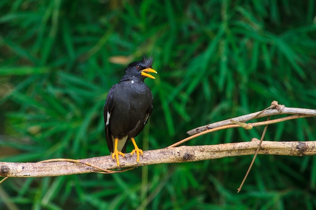 Myna blanche ventilée sur fond de nature (Acridotheres grandis)