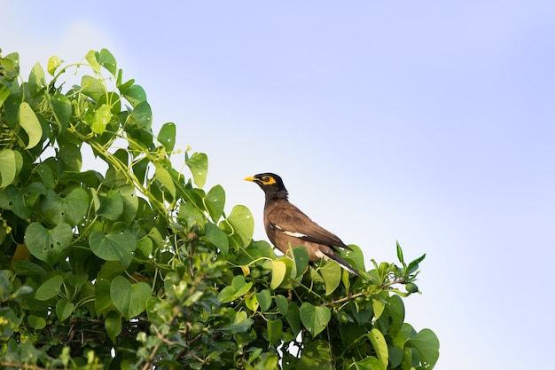 Myna commun Acridotheres tristis ou myna indien également orthographié mynah de la famille des Sturnidae