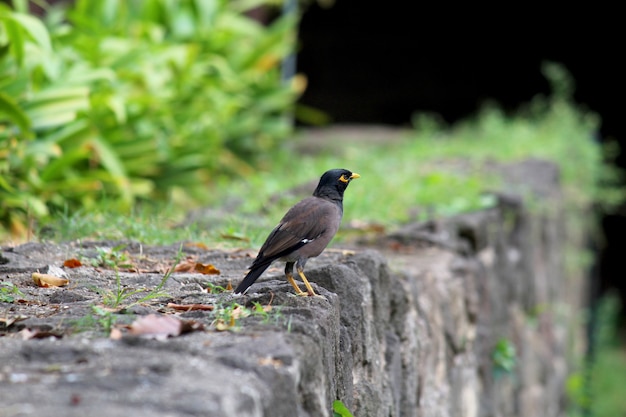 myna commun à l'extérieur