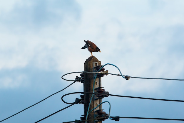 Photo myna commune dans le ciel du matin