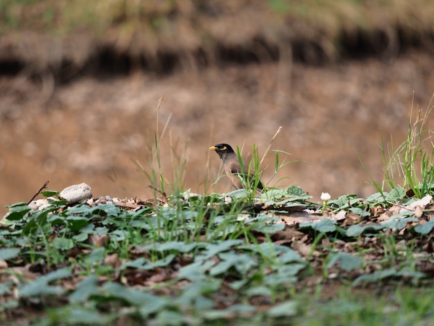 Myna sur terre