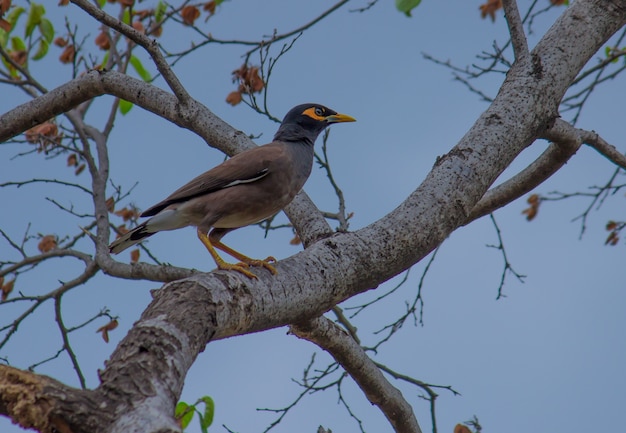 Myna