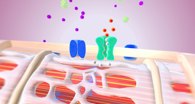 Myocarde cardiaque avec inhibition de la pompe sodium-potassium