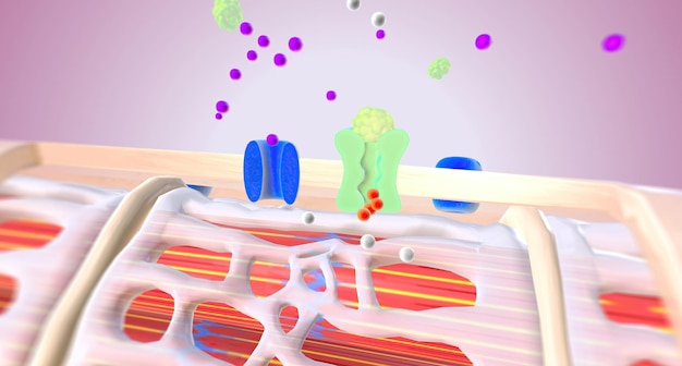 Myocarde cardiaque avec inhibition de la pompe sodium-potassium