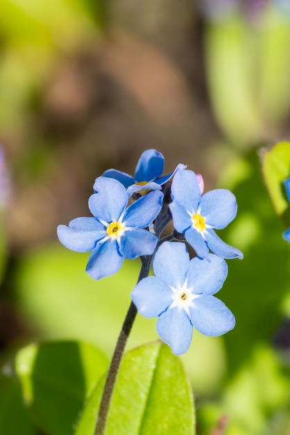 Myosotis alpestris ou Alpine ne m'oubliez pas fleurs fleurs