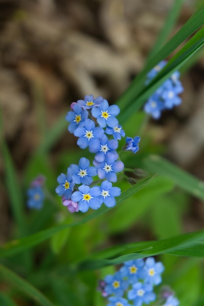 Myosotis alpestris belles petites fleurs bleues connues sous le nom de Forget Me Not