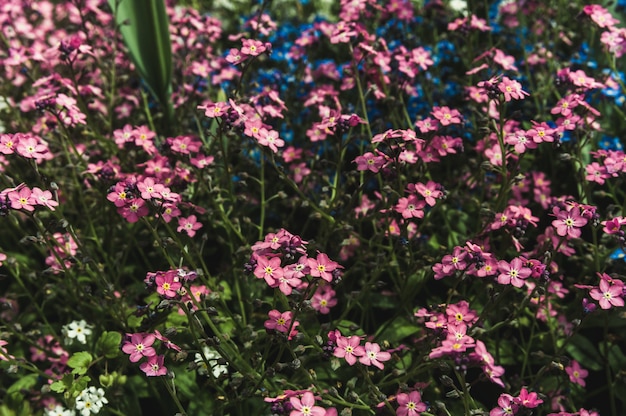 Myosotis roses et bleus sur la pelouse