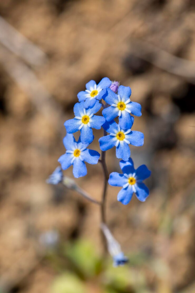 Photo myosotis scorpioides vrai ou eau ne m'oubliez pas. nom turc; unutma beni cicegi