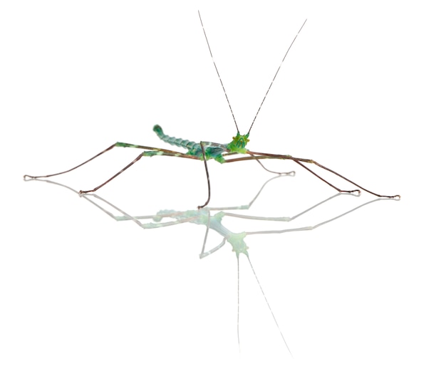 Myronides Sp, stick insecte, en face de fond blanc