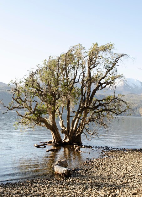 Photo les myrtes ou luma apiculata qui poussent dans l'eau à san martin de los andes, en patagonie