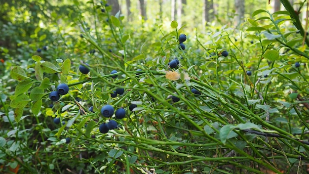 Myrtille ou bleuet myrte vaccinium myrtillus un arbuste à faible croissance une espèce du genre vacciniu