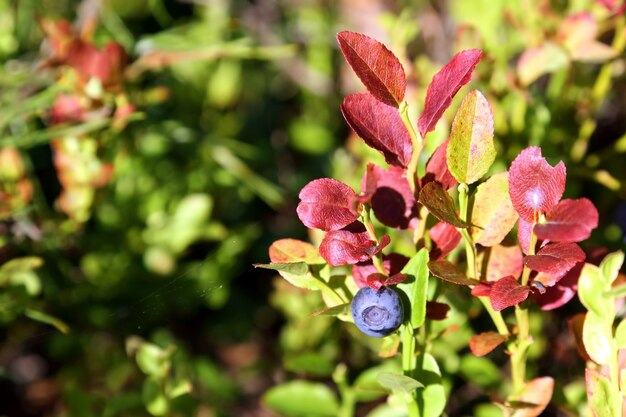 Myrtilles de baies au soleil