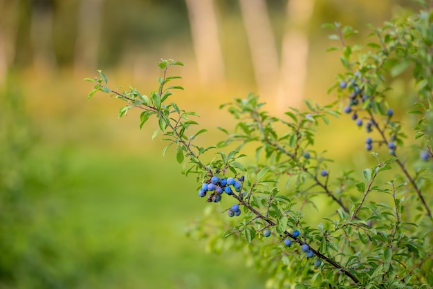 Myrtilles avec espace de copie poussant de manière biologique dans un jardin ou un champ verdoyant et luxuriant par une journée ensoleillée à l'extérieur Fruits de saison frais et sucrés juteux à récolter sur une branche d'un buisson