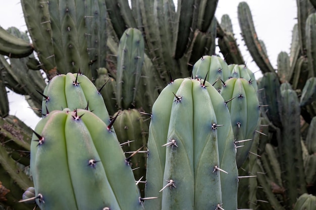 Myrtillocactus Geometrizans Macro La beauté de la nature Les modèles