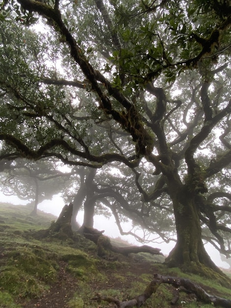 La mystique forêt de lauriers de Madère enveloppée de brouillard