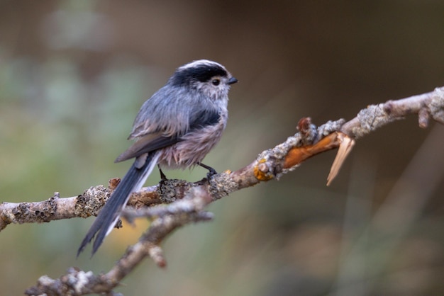 Le mythe est une espèce de passereau de la famille des aegithalidae