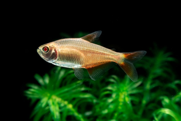 Nage de poissons tétra de Buenos Aires