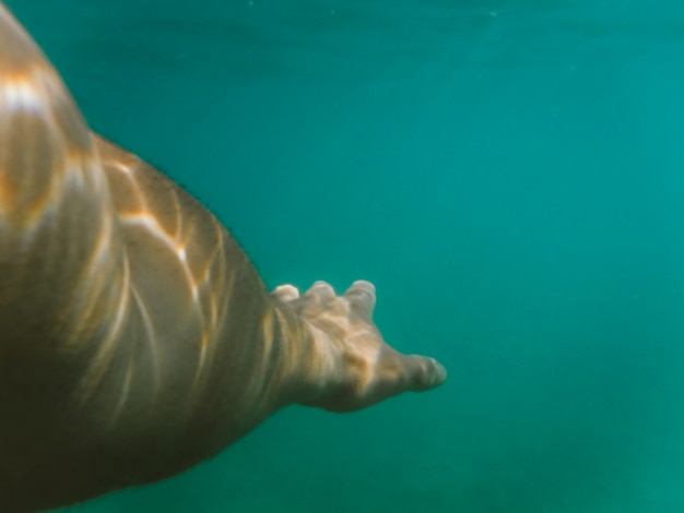 Nager dans la mer