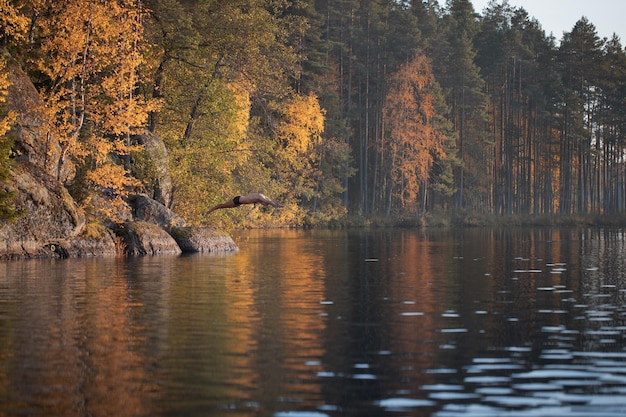 Un nageur plonge d'une falaise dans un lac pittoresque