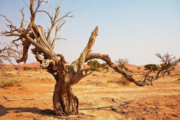 namib