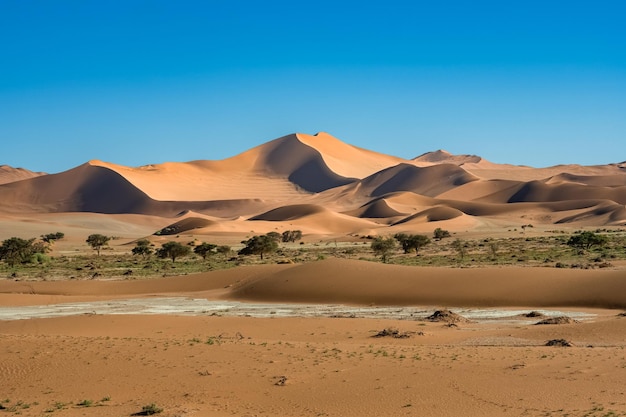 Namibie, désert du Namib, paysage graphique de dunes jaunes, saison des pluies