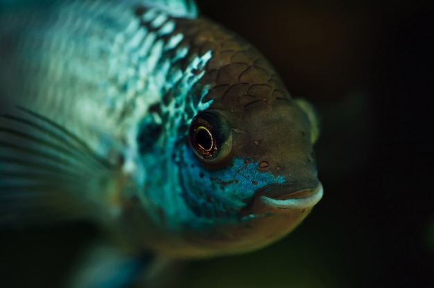 Nannacara. Poisson bleu sur aquarium.