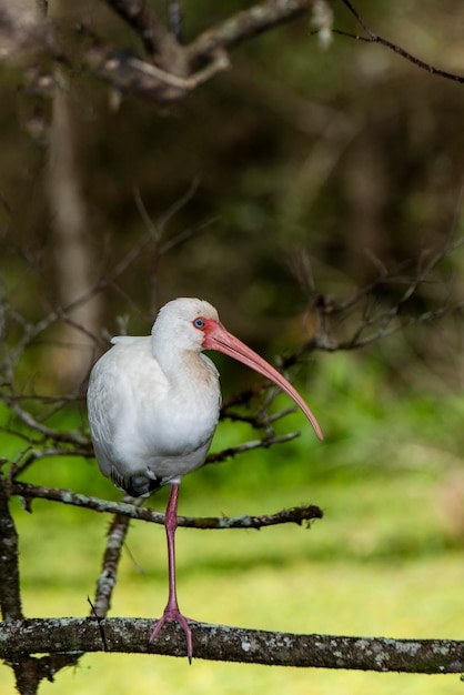 Naples, Floride. Sanctuaire des marais en tire-bouchon. Ibis blanc, Eudocimus albus debout sur une jambe dans les Everglades.