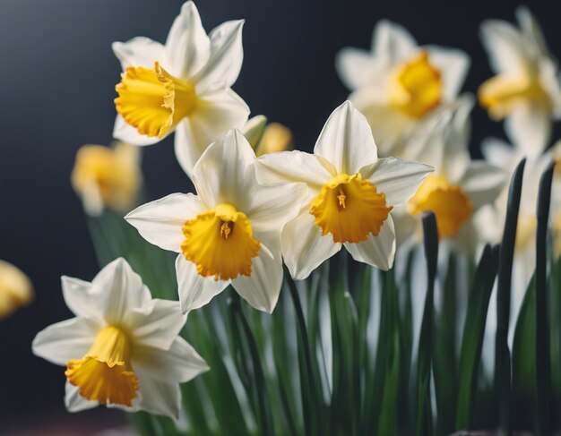 Des narcises blancs fleurissent