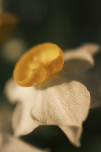 Photo des narcises blancs en fleurs au coucher du soleil