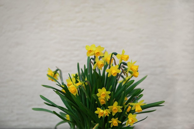 Narciss jaune en fleurs au printemps