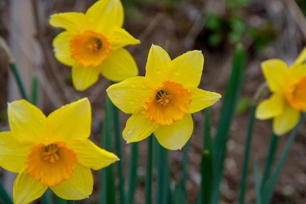 Narcisse au printemps Blooming jonquilles Bulbes de printemps