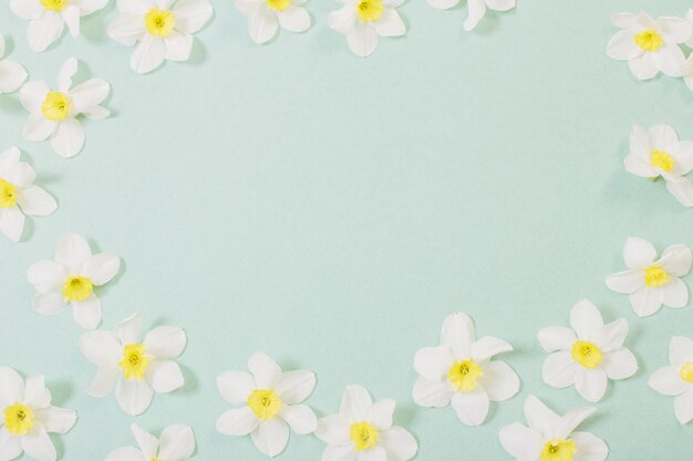 Narcisse blanc sur fond de papier bleu