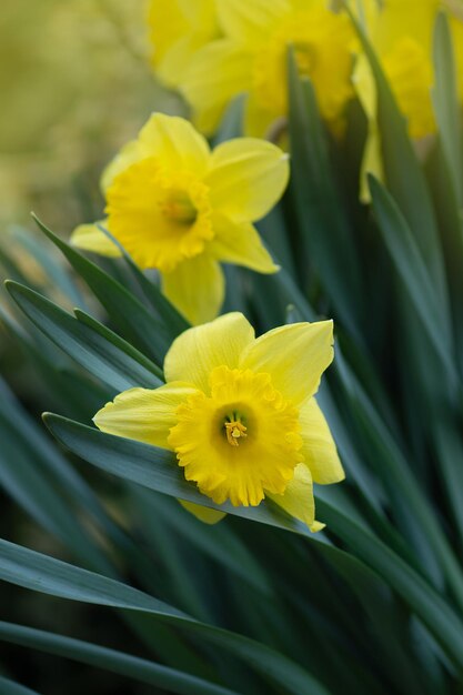 Narcisse fleurs jaunes parterre de fleurs au printemps