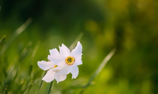 Narcisse fleurs jonquilles en fleurs dans un jardin de printemps