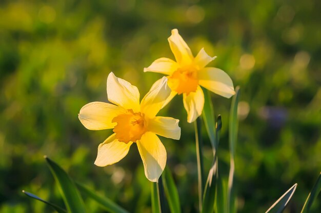 Narcisse fleurs jonquilles en fleurs dans un jardin de printemps