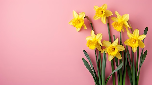 Narcisse sur fond rose avec de l'espace pour le texte