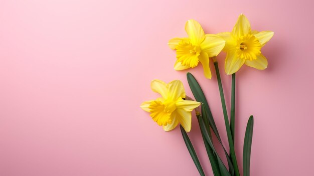 Narcisse sur fond rose avec de l'espace pour le texte