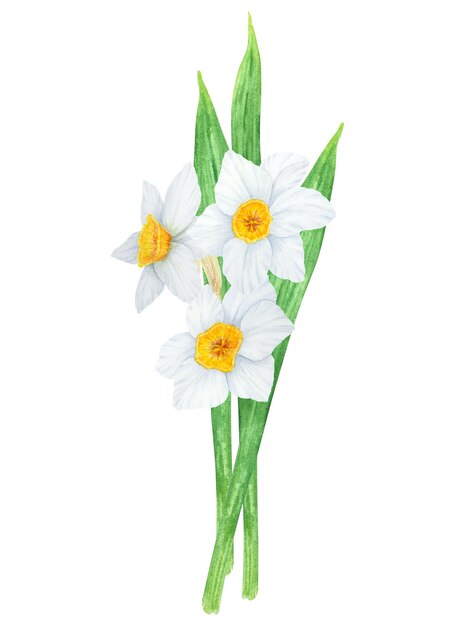Narcisse illustration aquarelle de jonquilles bouquet aquarelle dessiné à la main d'un printemps parfumé