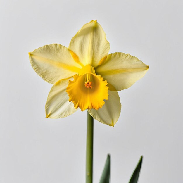 un narcisse jaune avec une fleur jaune au milieu