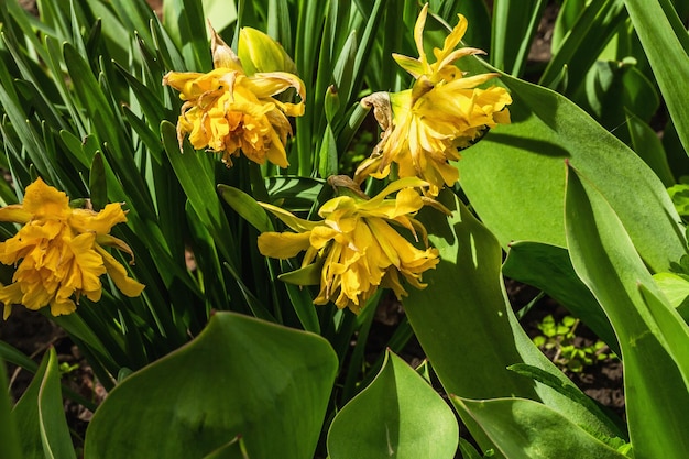 Narcisse jaune en fleurs dans le jardin Printemps saisonnier de plantes en croissance Concept de jardinage