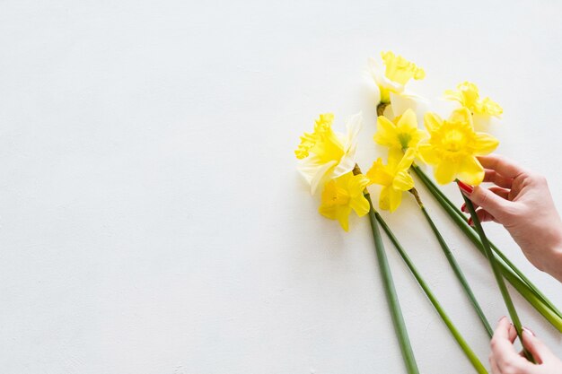 Narcisse jaune sur fond blanc. beau bouquet de fleurs de printemps.