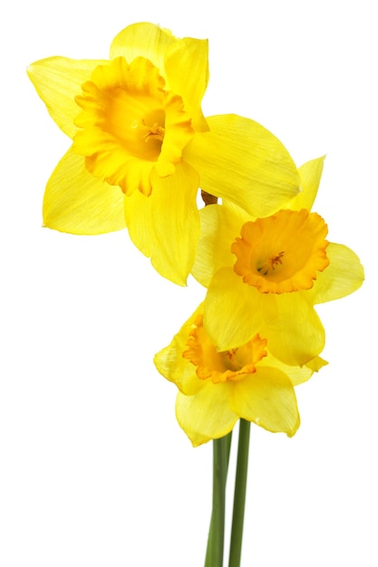 Photo un narcisse jaune isolé sur le fond blanc