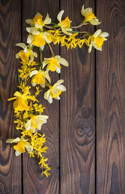 Narcisse jaune sur une surface en bois sombre